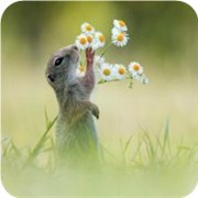 小动物反应出事业发展前景