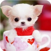 从喜欢的宠物测试你的品味