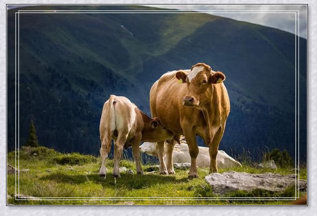 梦境的交织,与已故亲人的温馨重逢——梦见已故的爸爸妈妈、哥哥及我的小孩 梦境的交织,与已故亲人的温馨重逢——梦见已故的爸爸妈妈、哥哥及我的小孩