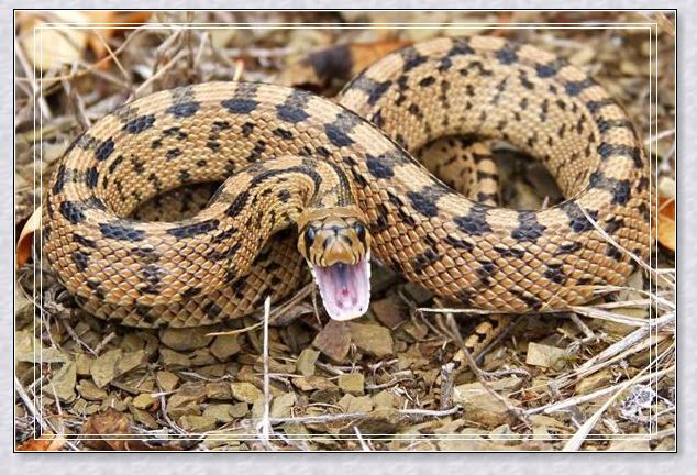 梦见老公娶两个老婆意味着什么?_梦境百科_佛