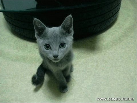 �μ��븸ĸ����,�����μ��븸ĸ����