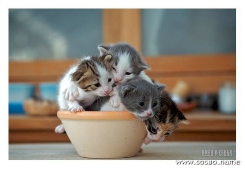 �μ���ڴ�����������,�����μ���ڴ�����������