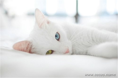 �μ�С����,�����μ�С����