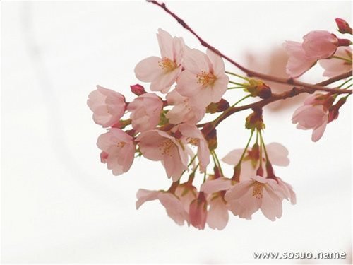 �μ�һͷ��ˮţ����,�����μ�һͷ��ˮţ����