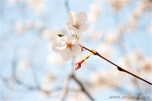 �μ��Լ����Ƴ�ħ,�����μ��Լ����Ƴ�ħ