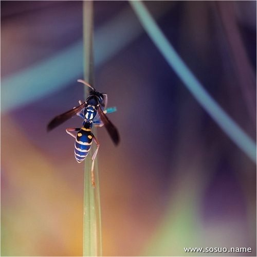 �μ��²���Ƭ��,�����μ��²���Ƭ��