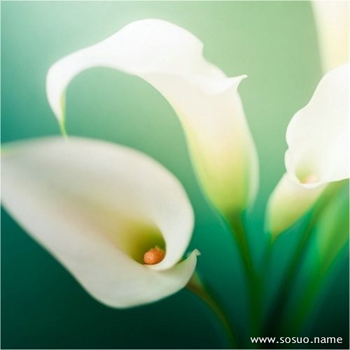 �μ������ʬ��,�����μ������ʬ��