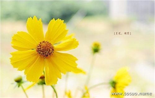 �μ��ѻƹ���������,�����μ��ѻƹ���������
