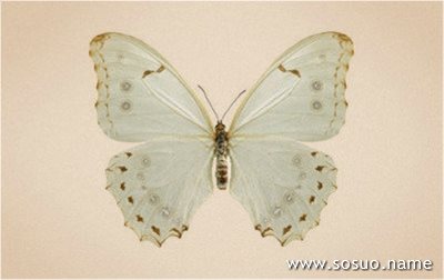 �μ��˱����,�����μ��˱����
