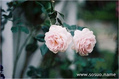 梦见冻鱼复活好不好?