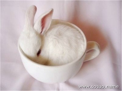 �μ��������кܶ�С¹,�����μ��������кܶ�С¹