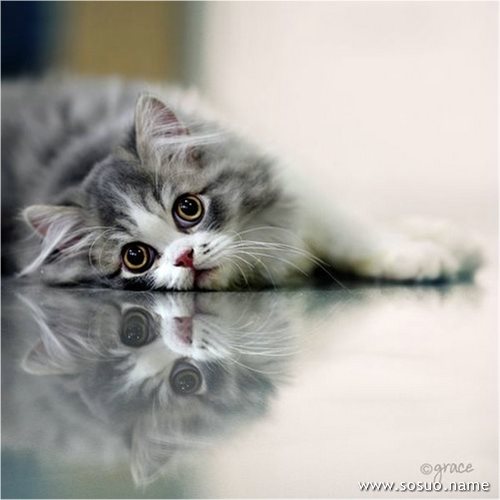 �μ�������Ьʪ��,�����μ�������Ьʪ��