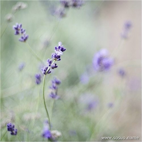 �μ�ŦԼ�����ҵ���,�����μ�ŦԼ�����ҵ���