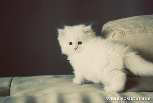 �μ���ߴ������˻��г�,�����μ���ߴ������˻��г�