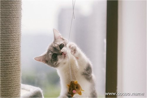 �μ�ͷ�ϵ�ʭ��,�����μ�ͷ�ϵ�ʭ��