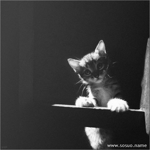�μ����糴ϺƬ,�����μ����糴ϺƬ