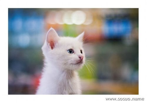 �μ�һֻ��ʺ����ͼ�ֻ��,�����μ�һֻ��ʺ����ͼ�ֻ��