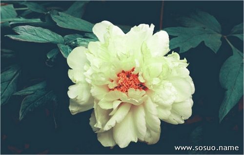 �μ��öද��,�����μ��öද��