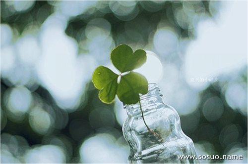 �μ���ë����,�����μ���ë����