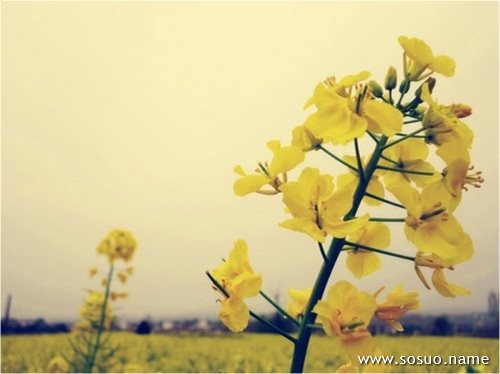 �μ�ͷ������ȱ������,�����μ�ͷ������ȱ������