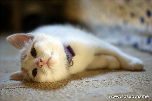 �μ�С��Ż������,�����μ�С��Ż������