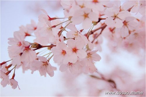 �μ����׹��ڹ�ҧ����Ѫֱ��,�����μ����׹��ڹ�ҧ����Ѫֱ��