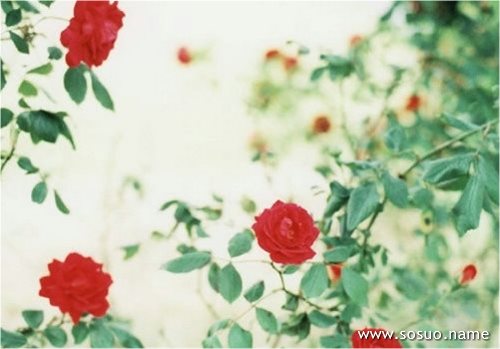 �μ���ʪ,�����μ���ʪ