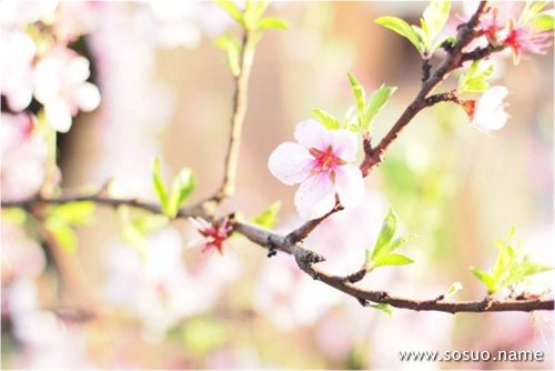 �μ�������è,�����μ�������è