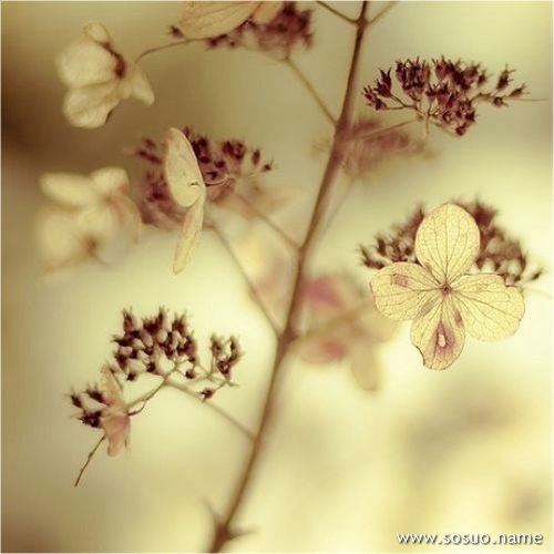 �μ��ײĽ���ͷײ����Ѫ,�����μ��ײĽ���ͷײ����Ѫ