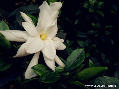 �μ�Ů�˱��˻���,�����μ�Ů�˱��˻���