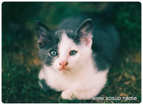 �μ��ʹ󲮼Ҷ��Ӵ��,�����μ��ʹ󲮼Ҷ��Ӵ��
