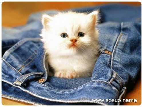 �μ�ľ�Ż��˻��Ͻ���,�����μ�ľ�Ż��˻��Ͻ���