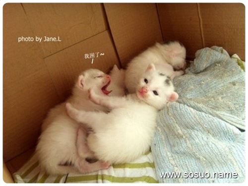 �μ��ּ�,�����μ��ּ�