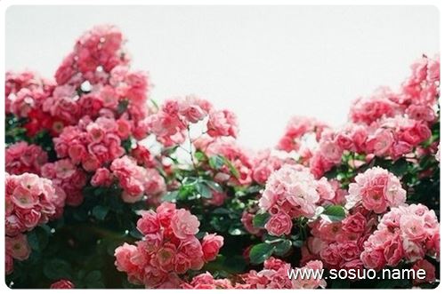 �μ��ھӺ�������,�����μ��ھӺ�������