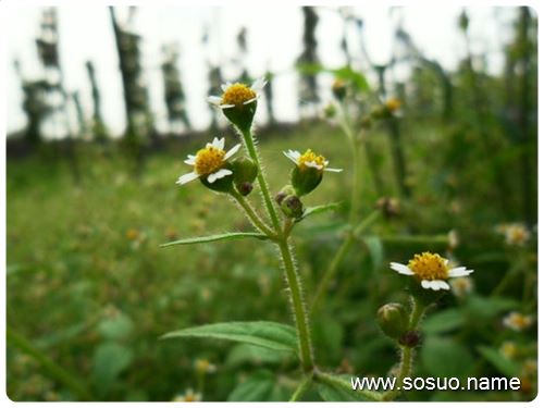 �μ������ְֳ���,�����μ������ְֳ���