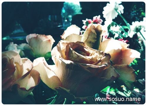 �μ�����ʪ��,�����μ�����ʪ��