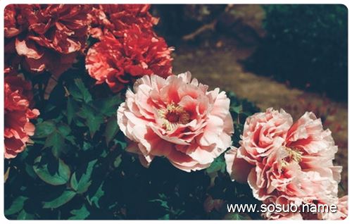 �μ�Ұ�г�ţ��,�����μ�Ұ�г�ţ��