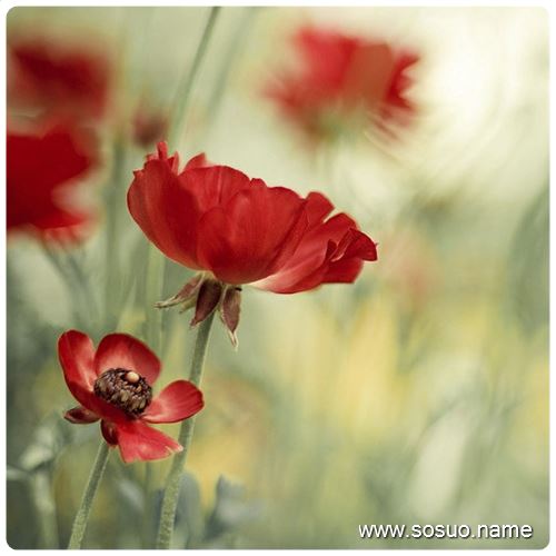 �μ���ˮ���ܲ�,�����μ���ˮ���ܲ�