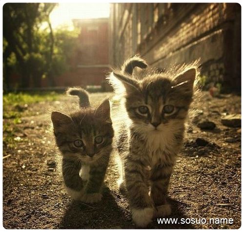 �μ�ĸ���µ������ȵ�,�����μ�ĸ���µ������ȵ�