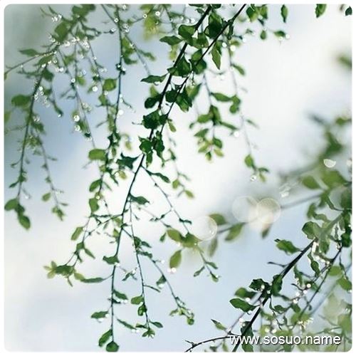 �μ����ϵ�Ƥ����ץ,�����μ����ϵ�Ƥ����ץ