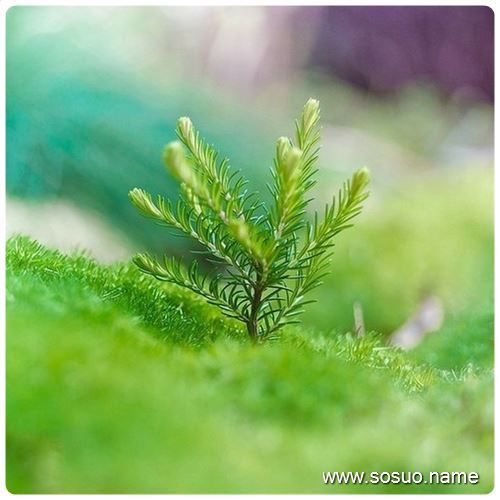 �μ����㶹��,�����μ����㶹��