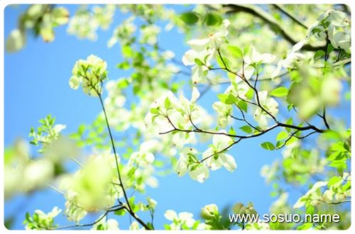 �μ���ˮ����׽����ɫ����,�����μ���ˮ����׽����ɫ����