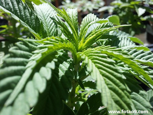 梦见寿星公鱼的含义