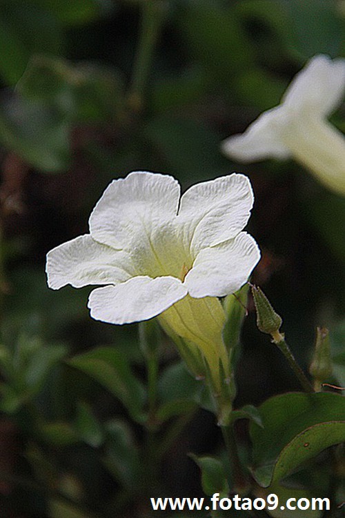 梦见刚刚过世的父亲咳嗽是什么意思?