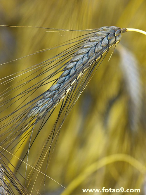 梦见我过桥发大水把桥淹没是什么意思?