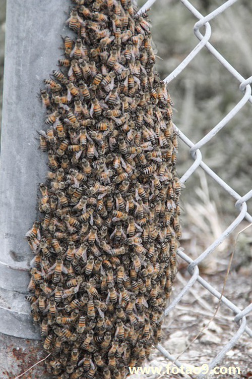梦见很多妇女唱歌穿民族黑衣服代表什么?