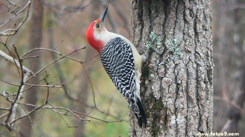 梦见用碎砖铺路带领富人起步走代表什么?