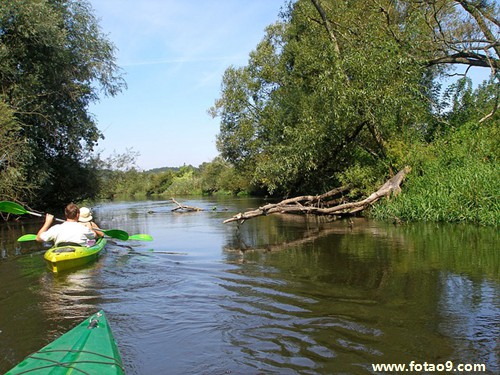 梦见给人家狗看病是怎么回事?
