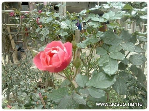 �μ�Ҫ������,�����μ�Ҫ������
