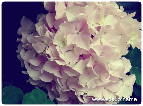 �μ�����Сָ��Ƥ,�����μ�����Сָ��Ƥ